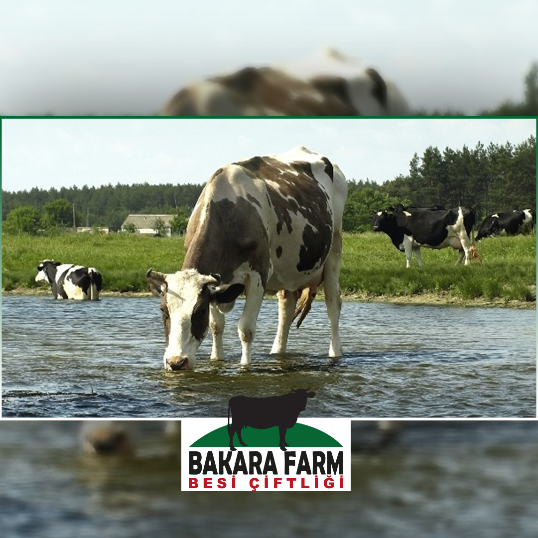 HAYVANLARIN SU TÜKETİMİ NE KADAR ÖNEMLİ?