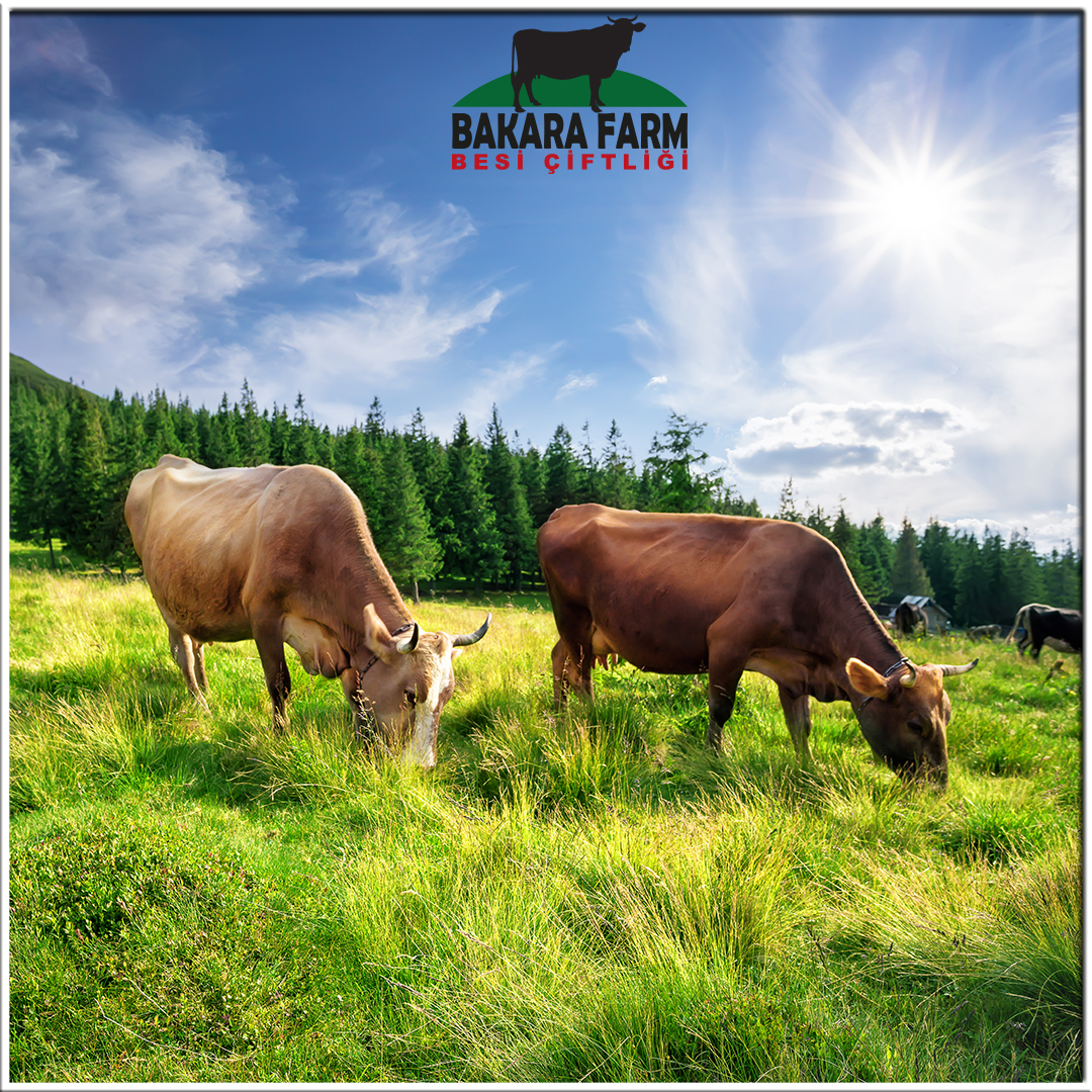 HAYVANLARDA MEVSİM GEÇİŞİ VE MASTİTİS