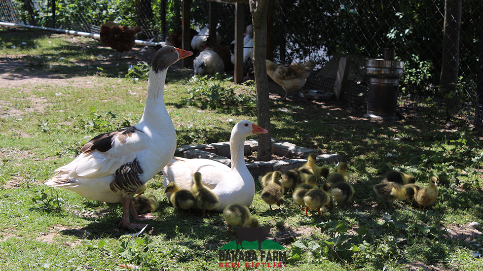 Bakara Farm Besi Çiftliği