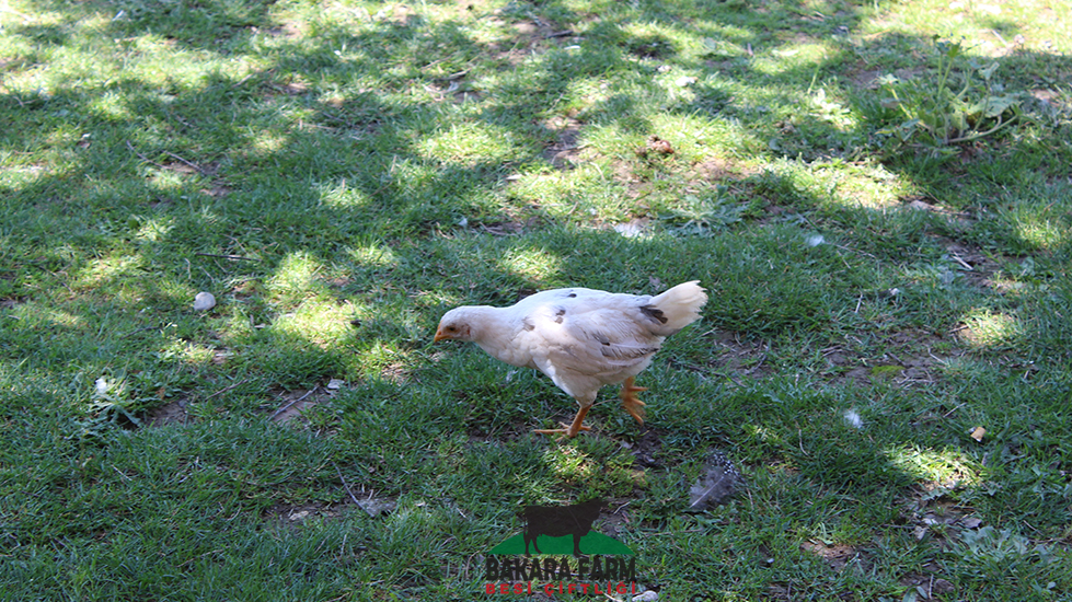 Bakara Farm Besi Çiftliği
