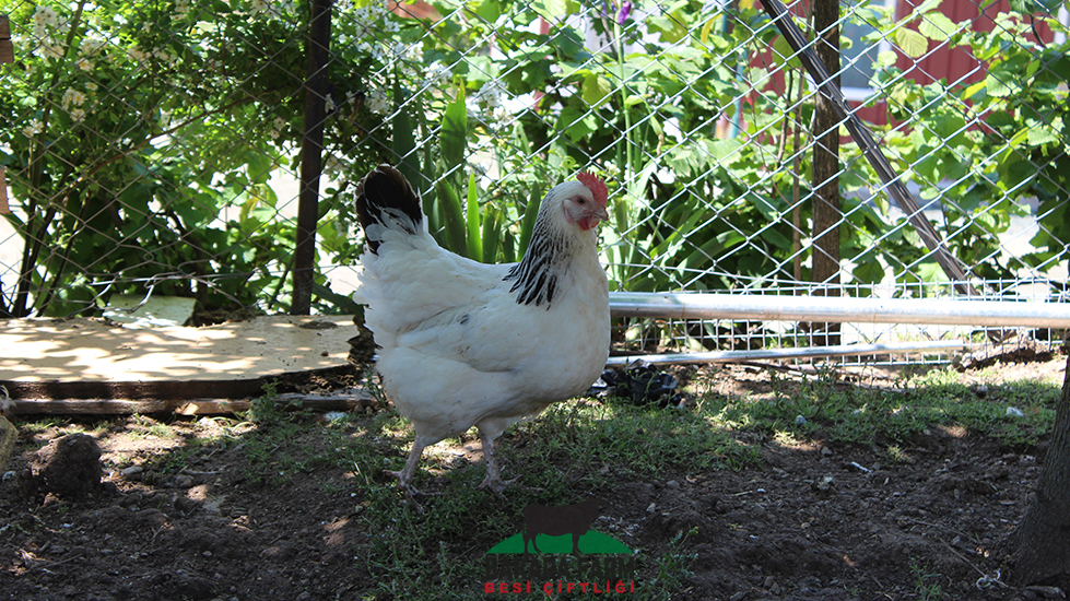 Bakara Farm Besi Çiftliği