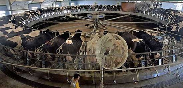 Bakara Farm Besi Çiftliği